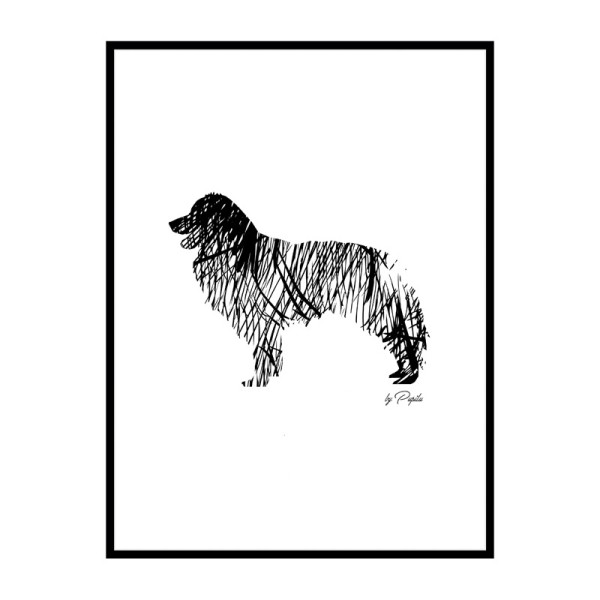 plakat-border-collie-szkic