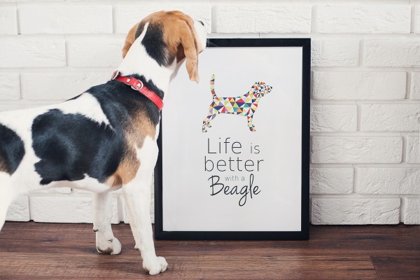 pupilu-plakat-beagle-01-small