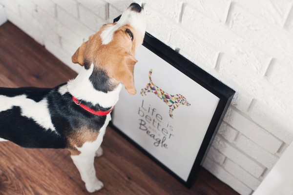 pupilu-plakat-beagle-02-small