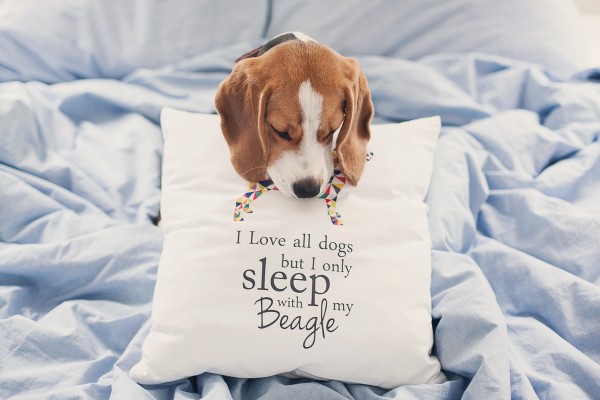 pupilu-poduszka-beagle-04-small