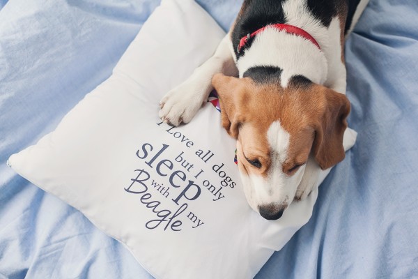 pupilu-poduszka-beagle-03-small