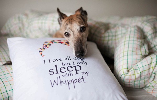 poduszka-whippet-pupilu-01